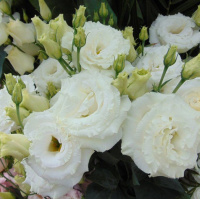 Эустома АВС F1 100 семян крупноцветковая махровая шампань, Pan American flowers