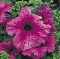 Петуния Ультра F1 1000 дражированных семян сливовая, Syngenta Flowers
