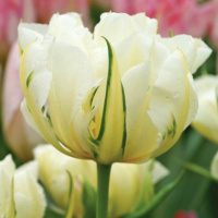 Тюльпан White Valley 3 шт виридифлора, De Ree 