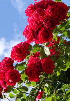 Роза Торнадо паркова