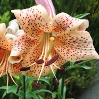 Лилия Tiger Babies свисающая тигровая, De Ree