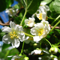 Актинідія Запилювач (чоловіча квітка)