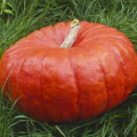 Гарбуз Руж Віф Де тамп 500 г великоплідний середньостиглий, Tezier