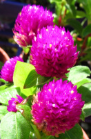 Гомфрена Будди Benary flowers (Германия)