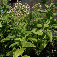 Тютюн курильний Дюбек 0,1 г, Імперія Насіння