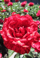 Ред інтуїшн чайно-гібридна троянда