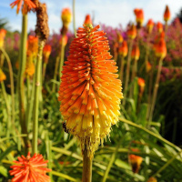 Книфофия Индиана 0,2 г оранжевая, Hем Zaden