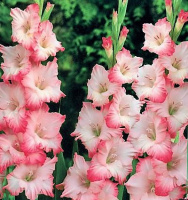 Гладиолус Cheops 3 шт крупноцветковый, De Ree