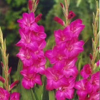 Гладиолус Violet Moon 3 шт крупноцветковый, De Ree