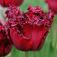 Тюльпан Versace 3 шт бахромчатый, Dee Ree