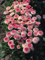 Маргаритка Тассо 1000 дражированных семян бело-розовая, Benary flowers