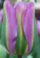Тюльпан виридифлора Nightrider (10221)