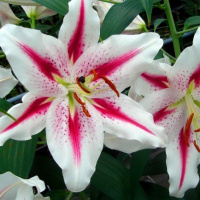 Лилия тигровая ориентальная Hotspot, De Ree