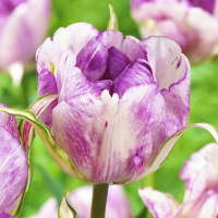 Тюльпан  Shirley Double 3 шт махровый, De Ree 