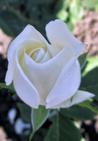 Троянда Ангел чайно-гібридна