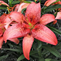 Лилия Morpho Pink азиатская, De Ree