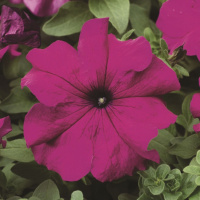 Петуния Браво F1 1000 дражированных семян пурпурная, Syngenta Flowers