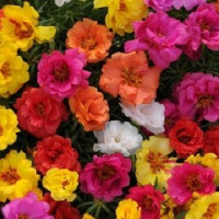 Портулак каскадный Хэппи Траилс F1 100 дражированных семян смесь, Pan American flowers