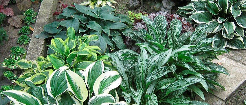 Тенелюбивые и теневыносливые растения для выращивания дома и в саду. -Интересно знать