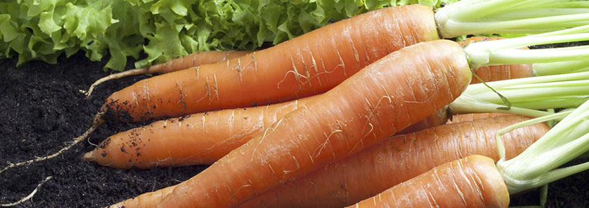 Изображение - Выращивание моркови как бизнес 2f561cc143e1f654646c4882ecc6edb7