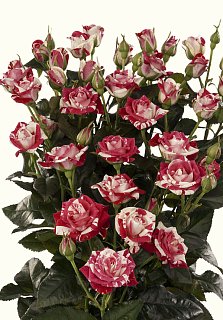 Роза спрей строката