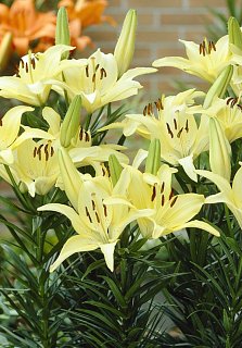 Лилия Ivory Pixie горшечная (10178), De Ree