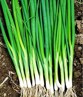 Цибуля Грін Банер 250000 насіння на перо суперранній, Seminis