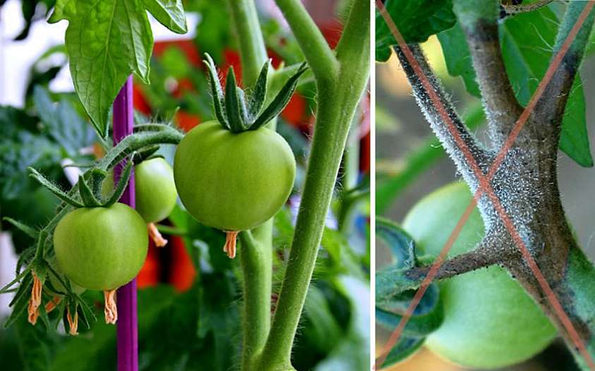 Как избавиться от фитофторы на помидорах, картофеле и других растениях
