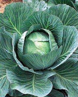 Капуста Аммон F1 2500 семян белокочанная поздняя, Seminis
