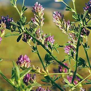 Семена Люцерны на развес, Агролиния