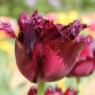 Тюльпан бахромчатый Black Jewel
