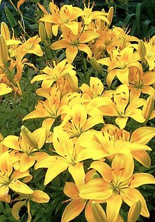 Лилия Connecticut King азиатская (10158), De Ree