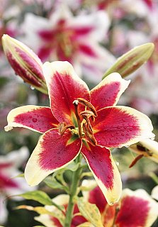 Лилия Olimpic Torch высокорослая (10289), De Ree