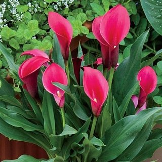 Калла Callafornia Red крупноквіткова (10827), De Ree