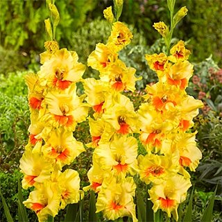 Гладиолус Jaster 3 шт крупноцветковый, De Ree