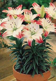 Лилия Lollypop горшечная (10180), De Ree