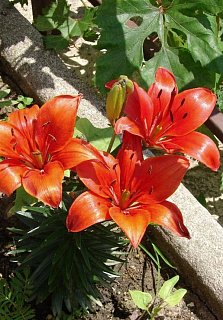 Лилия Crimson Pixie горшечная (10177), De Ree