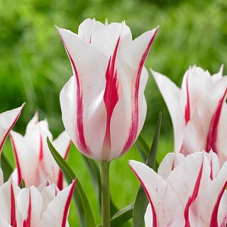 Тюльпан  Marilyn 3 шт лилиевидный, De Ree