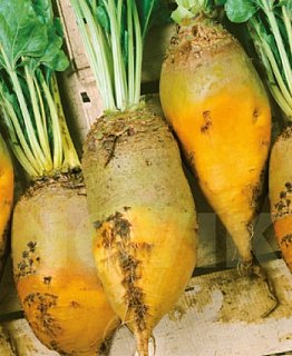 Свекла Урсус Поли 20 г кормовая цилиндрическая среднеспелая, ТМ GL Seeds