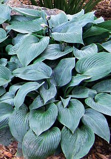 Хоста Blue Cadet (10618)