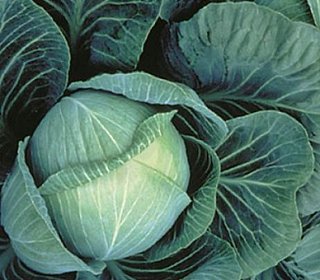 Капуста Галакси F1 2500 семян белокочанная поздняя, Seminis