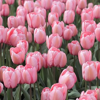 Тюльпан триумф Salmon Impression