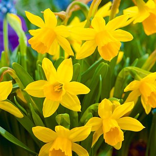 Нарцисс Tete a Tete 2 шт миниатюрный, De Ree