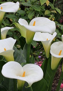 Калла Caddes великоквіткова (10297), De Ree