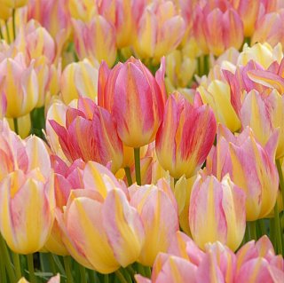 Тюльпан  Antoinette 3 шт мультифлора, De Ree