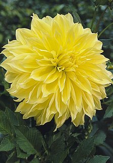 Георгина  Kelvin Floodlight декоративная крупная (10153), De Ree