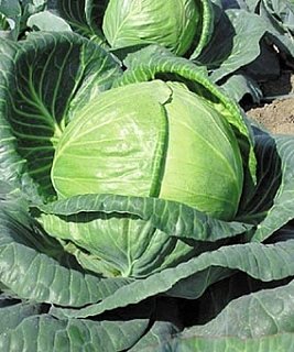 Капуста Тобия F1 2500 семян белокочанная среднеспелая, Seminis