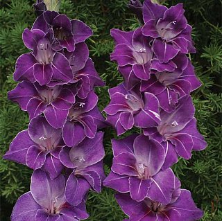 Гладиолус Violetta 3 шт крупноцветковый, De Ree