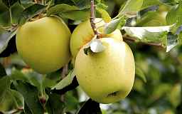 Обрезка яблони: преимущества и правила осенней и весенней обрезки деревьев.