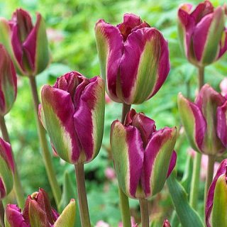 Тюльпан Violet Bird 3 шт виридифлора, De Ree